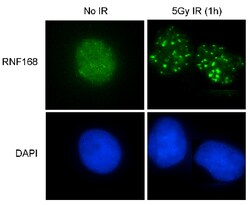 RNF168 Rabbit anti-Human, Mouse, Polyclonal, MilliporeSigma 100&mu;g; Unlabeled:Antibodies,